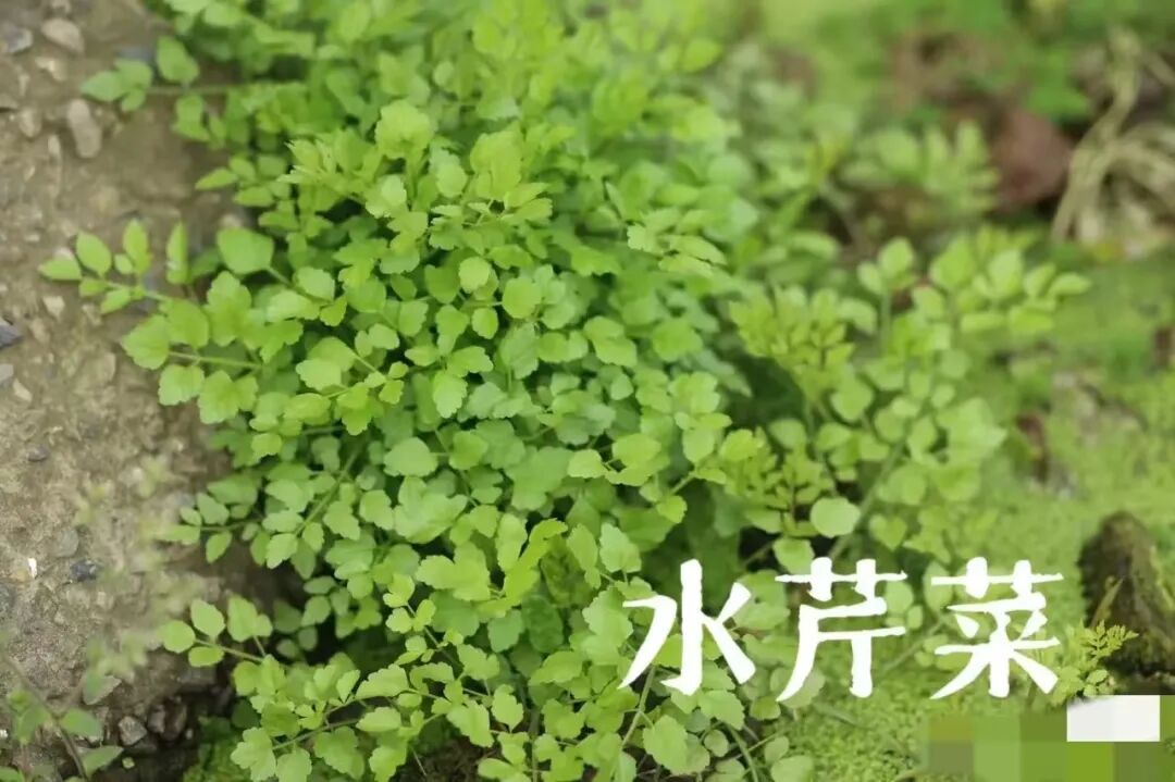 ​写给微信公众号的建议@微信公众号客服@微信公众号运营团队