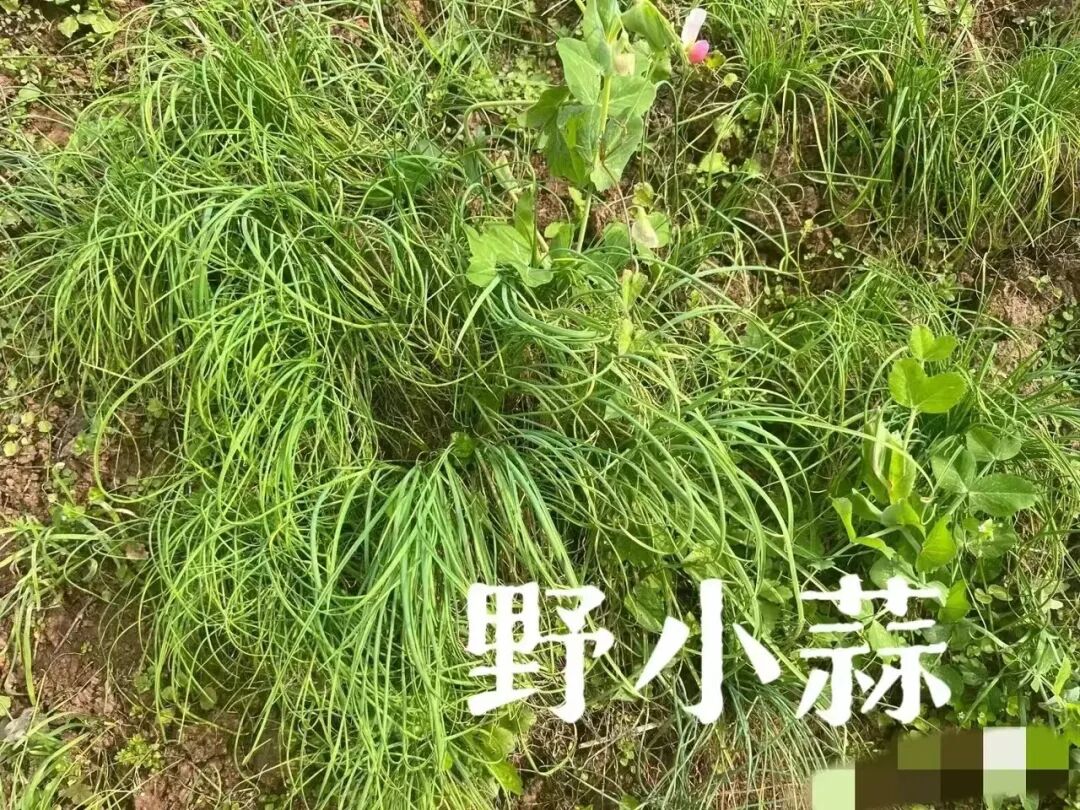 ​写给微信公众号的建议@微信公众号客服@微信公众号运营团队