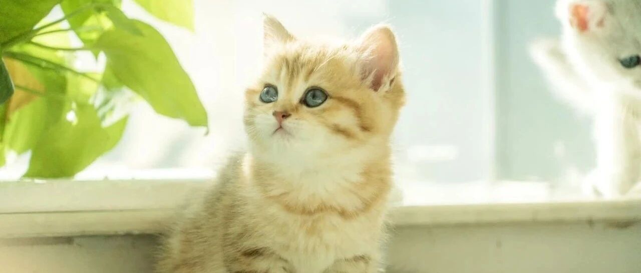 新房还未装修，门窗就被拆了，原来是装修师傅走错了门......