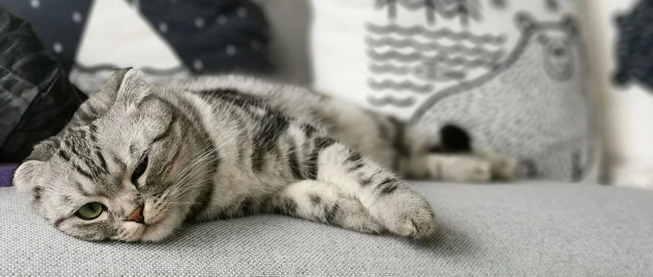 小区宠物店“夜半狗叫声”，还有宠物异味、遛狗不牵绳等现象，居民应该怎么办？