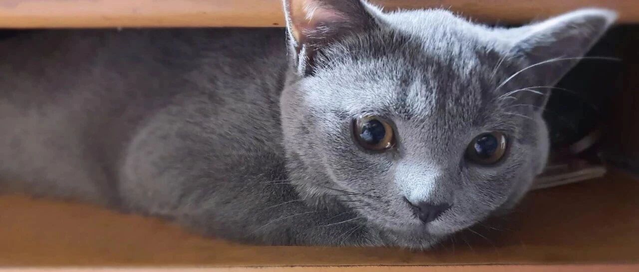 老公失联半年，留下三个孩子和没还完的房贷，我向父母借钱还清了房贷，如果离婚的话，房子和孩子归谁？