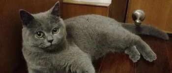 被流浪狗咬伤能否得到赔偿？养了捡到的狗能否向原主人要饲养费？|《民法典》