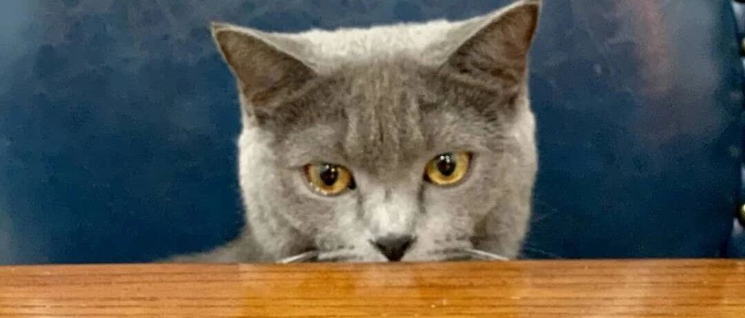 儿子嚼完口香糖涂电梯，我清理并狠批了他一顿，但监控仍被物业发到业主群，这样算侵权吗？