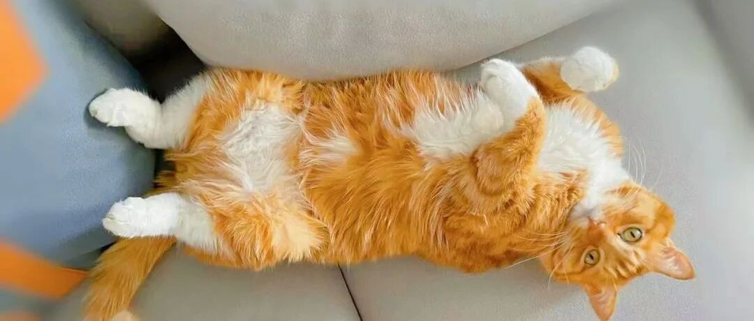 网购猫咪后，不仅额外花费5千多元，还惹上官司，头大……