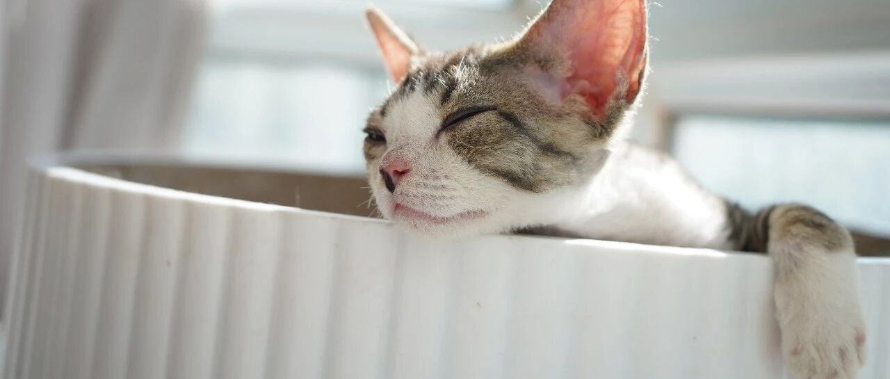 请保姆遛狗，结果狗把人咬了…… | 《民法典》