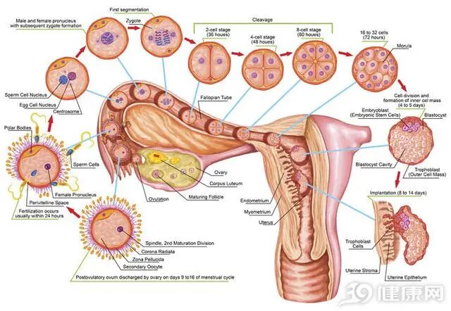 子宫复原对产后妈妈来说是头等大事！