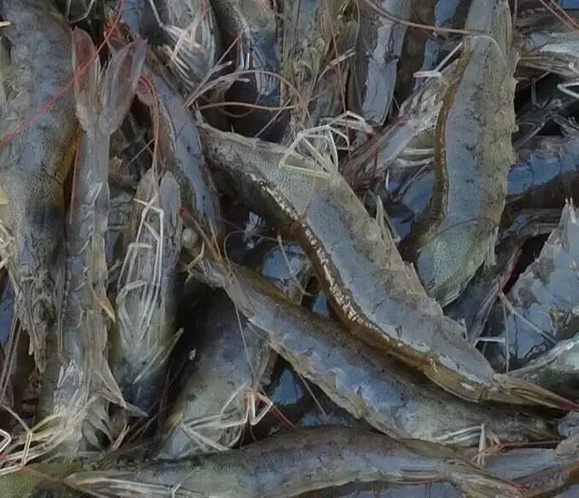 技术篇:土塘养殖南美白对虾技术!