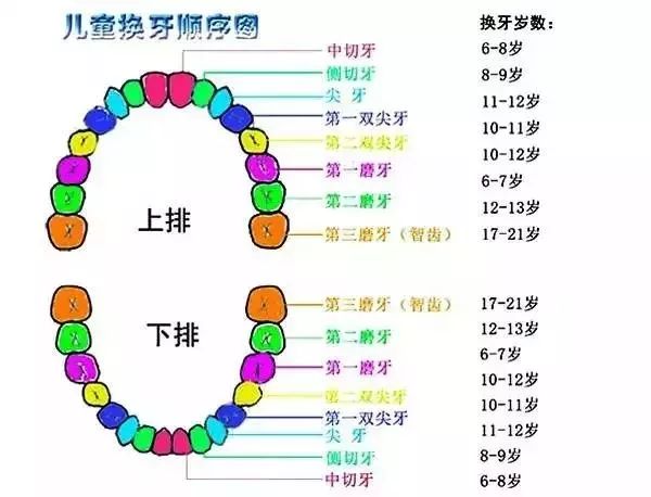 孩子乳牙掉了別再傻傻丟了，儲存下來可救命！ 親子 第5張