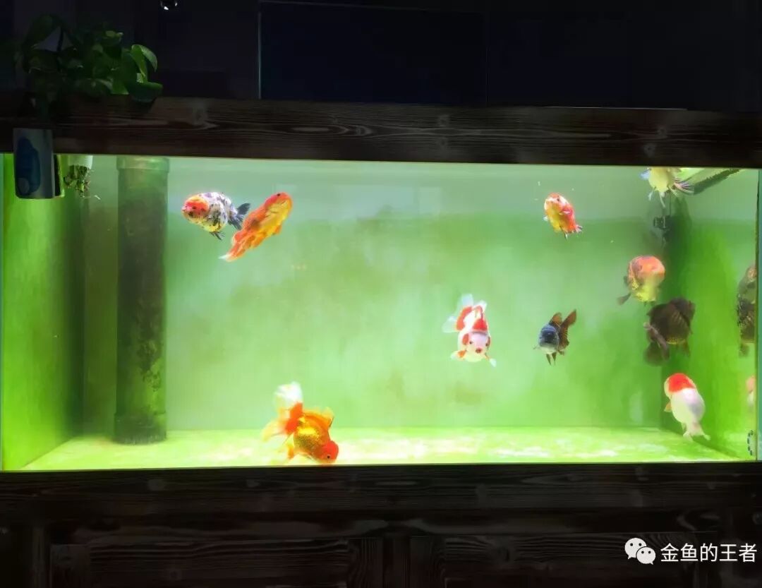 1米2缸一年多的进化史 越养越简单 热爱却未变 金鱼的王者 微信公众号文章阅读 Wemp