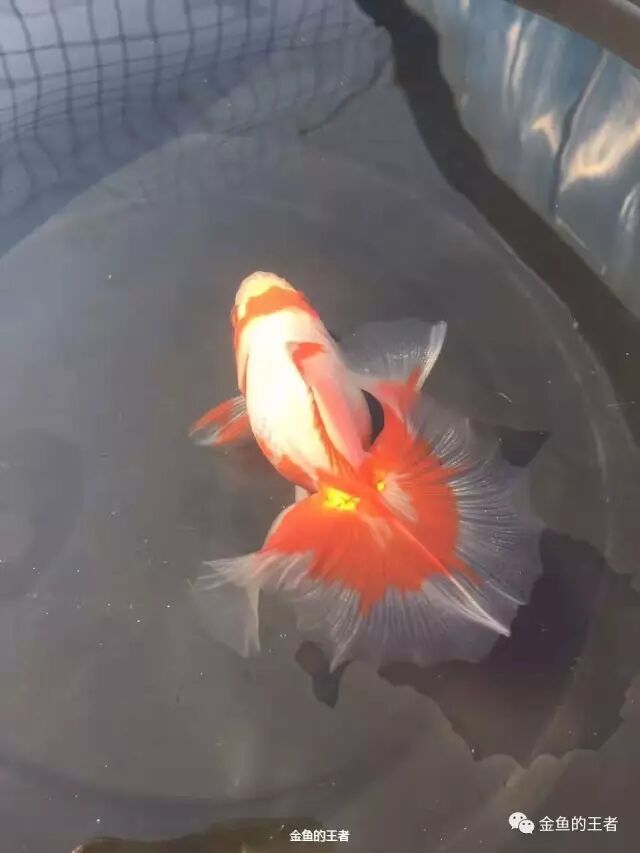 鱼病 天灾人祸自古有 爱鱼得病切莫慌 金鱼的王者 微信公众号文章阅读 Wemp