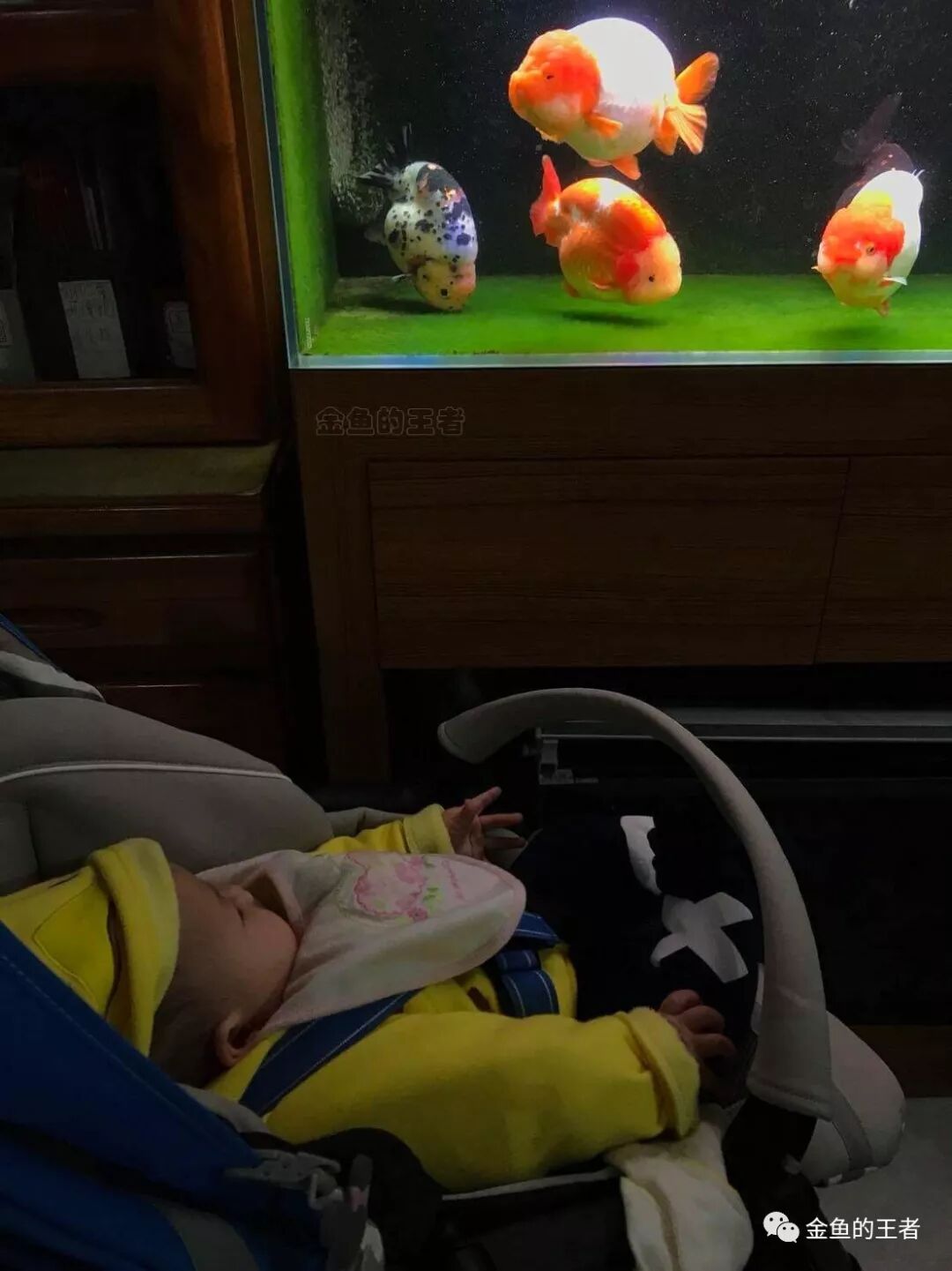 养鱼 心若安恬 万般皆自在 金鱼的王者 微信公众号文章阅读 Wemp