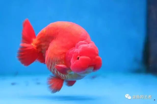 鱼病 天灾人祸自古有，爱鱼得病切莫慌！ - 金鱼的王者 微信公众号 