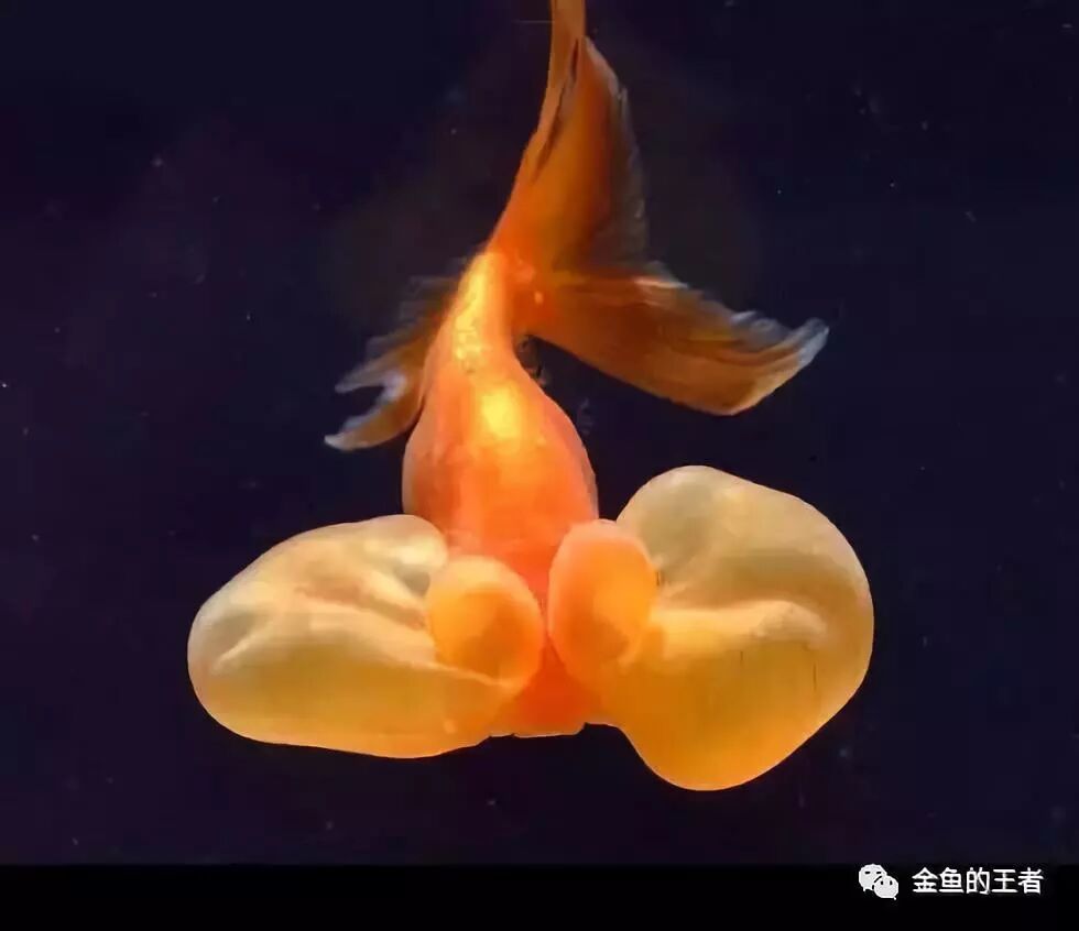 水泡六鉴 金鱼的王者 微信公众号文章阅读 Wemp