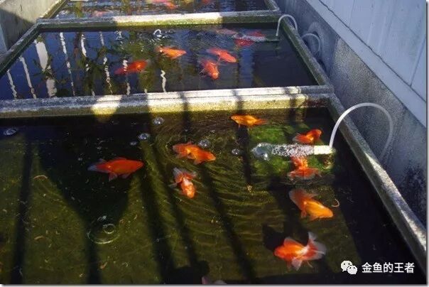 新手学堂 土佐金有哪些讲究 金鱼的王者 微信公众号文章阅读 Wemp