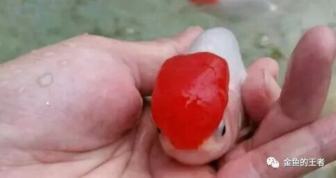 头瘤最美的12种鱼 只看了一眼 就让人无法自拔 金鱼的王者 微信公众号文章 微小领