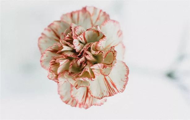 化妆品里的香精不“香”了吗 ？ 第15张