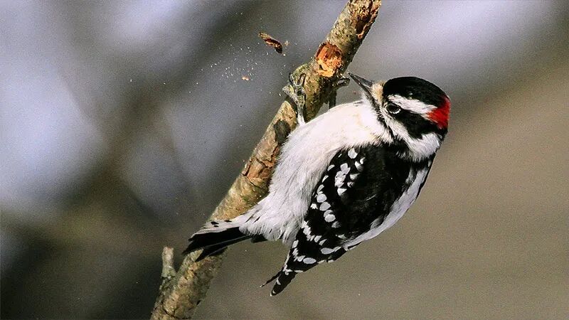 啄木鸟：上帝的杰作，当归荣耀与祂