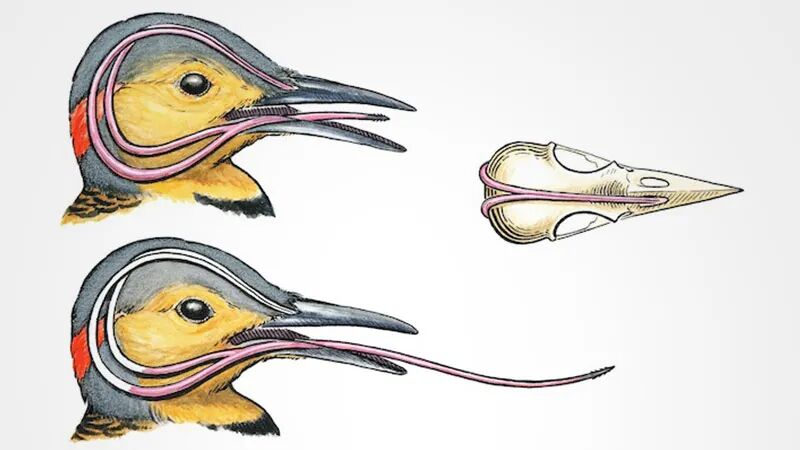 啄木鸟特有的环绕头骨的舌头