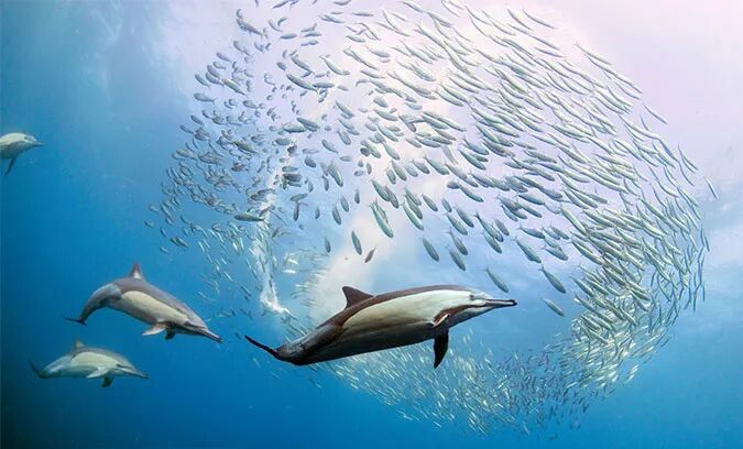 海豚追群鱼图
