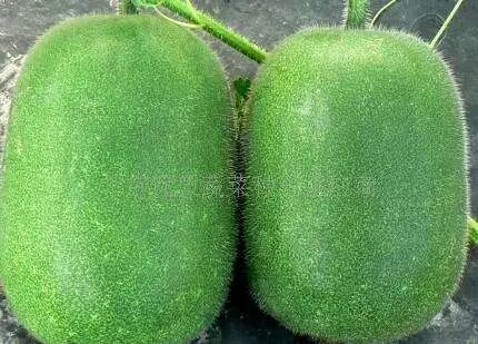 冬瓜的这个秘密,你知道吗?竟比千万药强50倍!