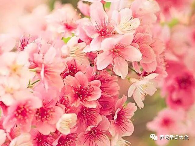 桃花是大家非常熟悉的一种 那你们知道桃花该如何种植吗 养花常识大全 微信公众号文章阅读 Wemp