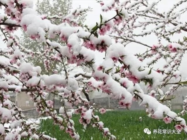 桃花是大家非常熟悉的一种 那你们知道桃花该如何种植吗 养花常识大全 微信公众号文章阅读 Wemp