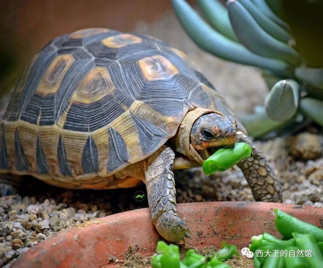 reptiles画册12月
