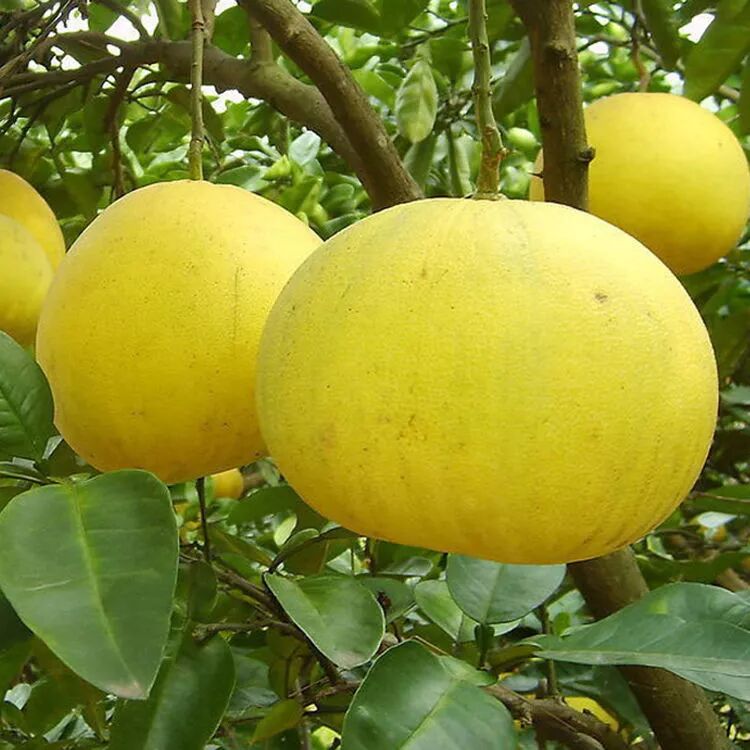 阳台别乱养花了 试试几种 果树 盆栽 果肉风味独特 娱星球 微信公众号文章阅读 Wemp