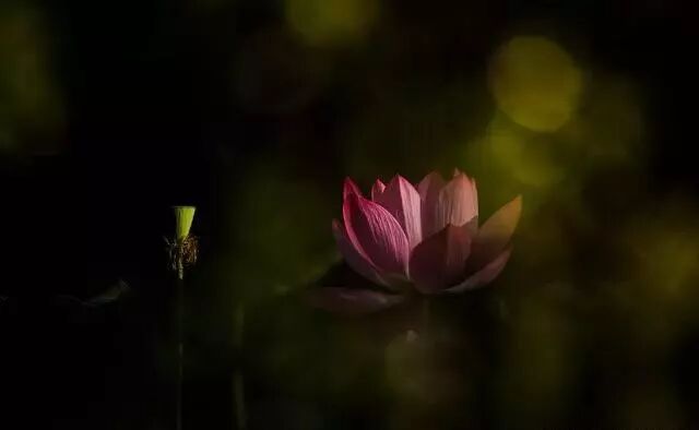 金州攝影 攝影壓光技巧拍出背景暗主體亮的照片 金州資訊