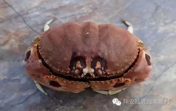 软甲纲(malacostraca) 十足目(decapoda) 馒头蟹科(calappidae) 馒头