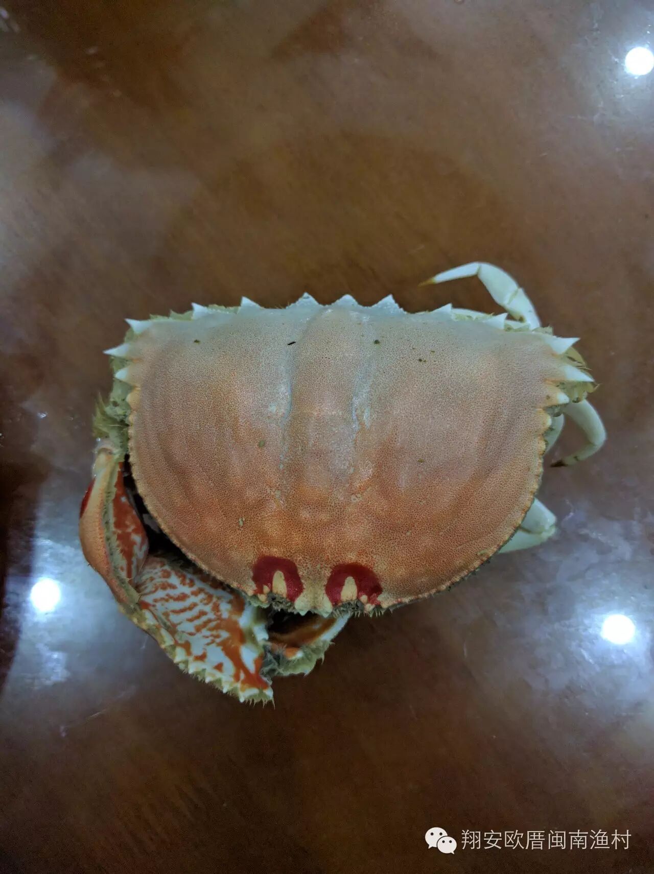欧厝最像馒头的螃蟹——逍遥馒头蟹