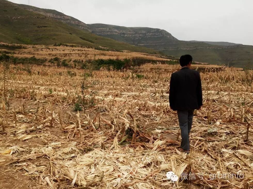 农民7亩成熟玉米被一夜偷光