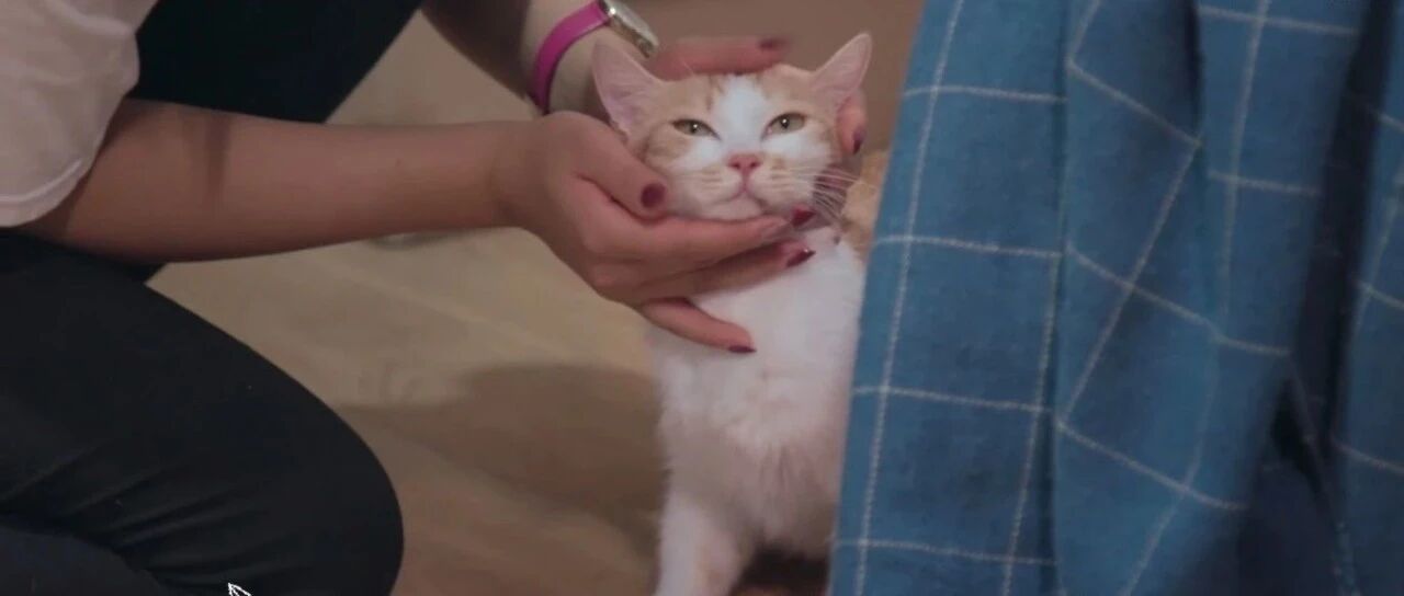 猫猫狗狗就是最可爱的！