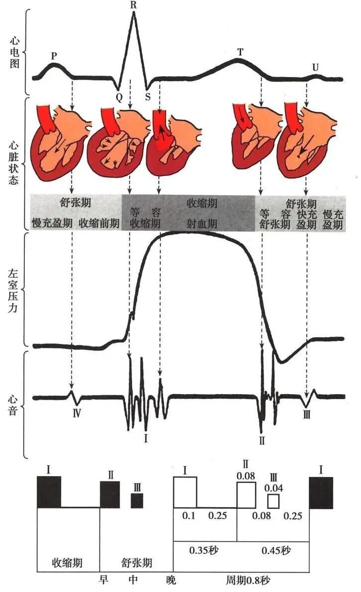 心电图12导怎么组成儿童心电图操作（常规12导联）_https://www.jmylbn.com_新闻资讯_第21张