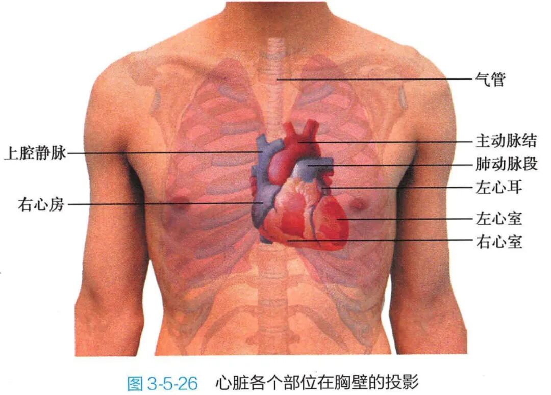 心电图12导怎么组成儿童心电图操作（常规12导联）_https://www.jmylbn.com_新闻资讯_第5张
