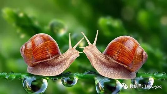 蜗牛 腹足纲陆生动物 风之旅yxq 微信公众号文章阅读 Wemp
