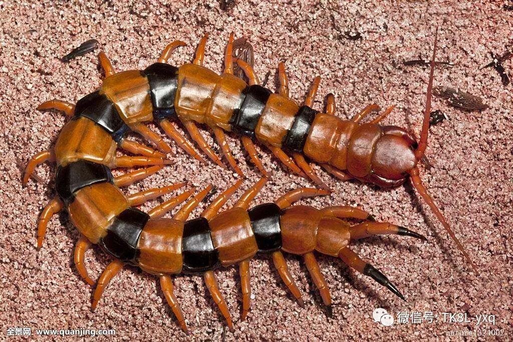 蜈蚣 节肢动物 风之旅yxq 微信公众号文章阅读 Wemp
