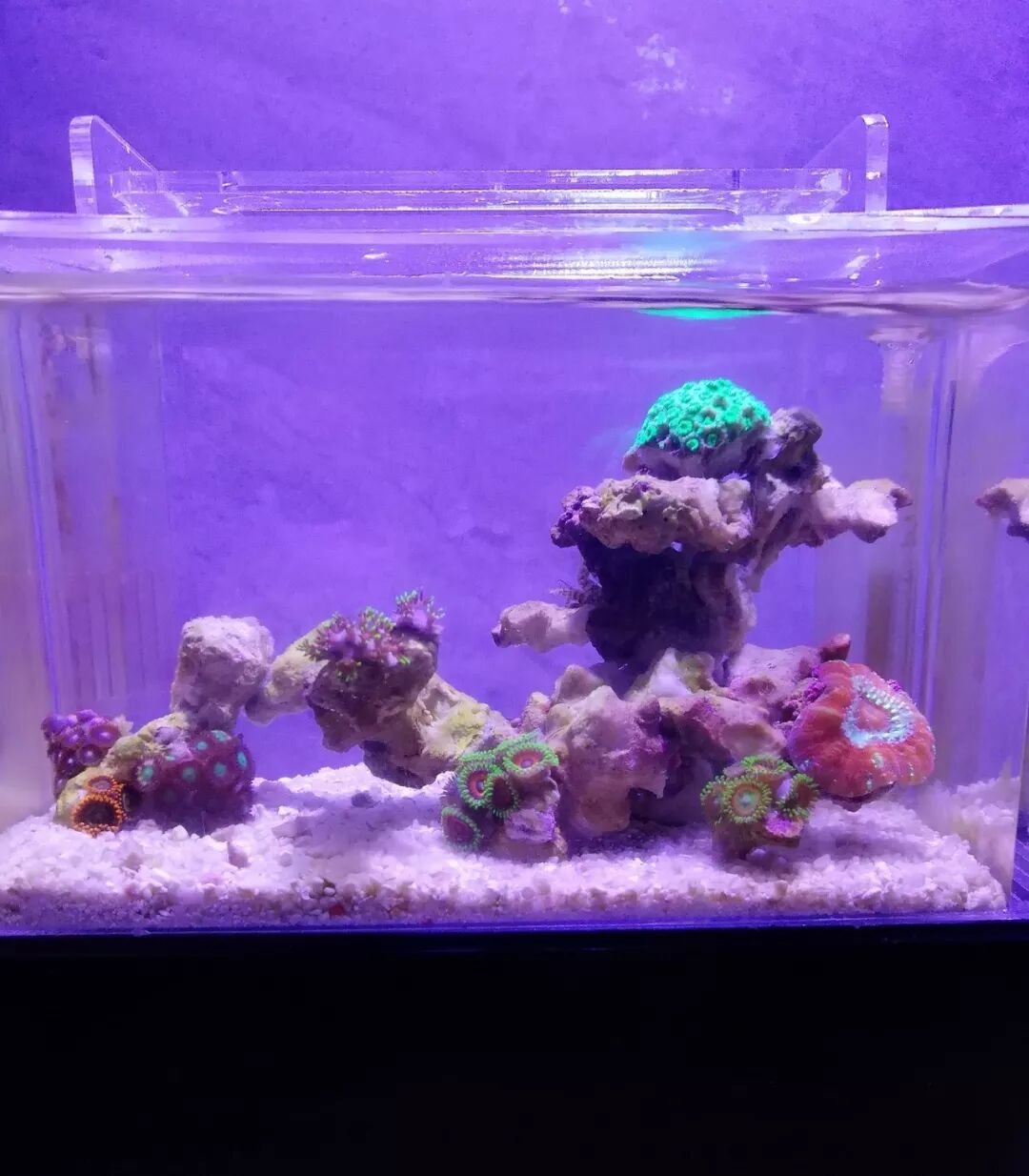 总水体900ml的微缸 真的不能再小了 龙巅海水鱼 微信公众号文章阅读 Wemp