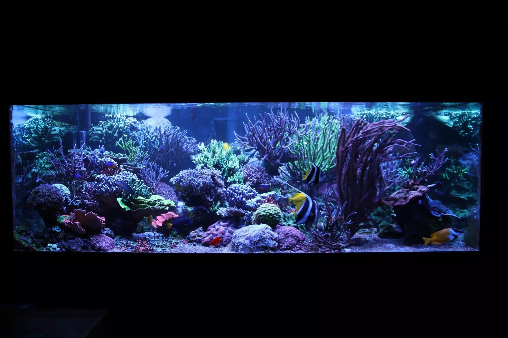 这个缸命名为kiss真的要kiss么