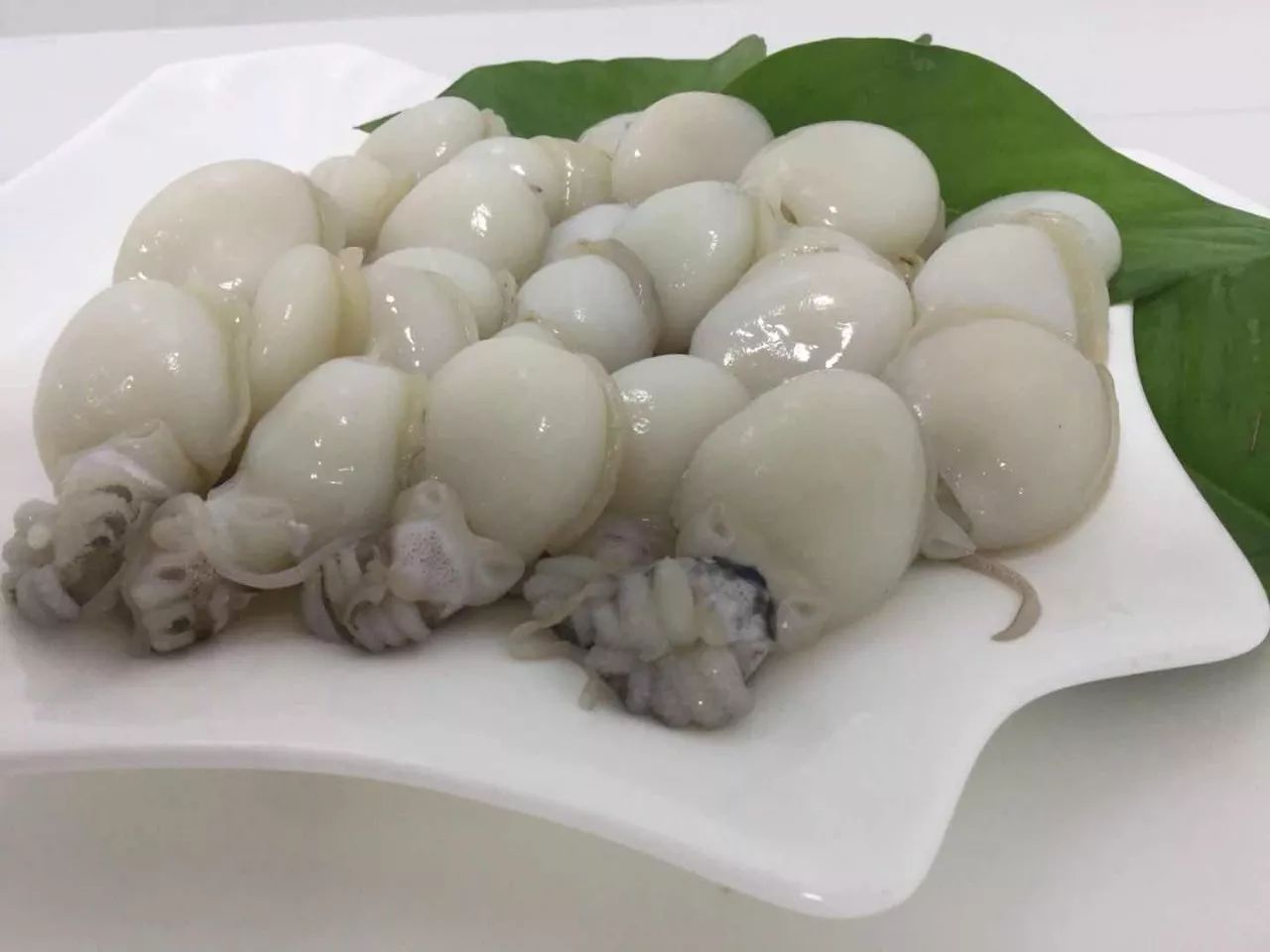 墨鱼仔味道鲜美,营养丰富,药用价值高.