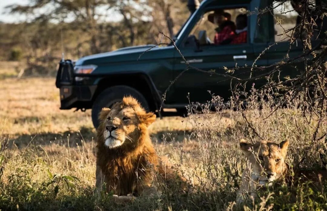 星巴 非洲野保中国第一人 寻梦狮心终幻为野保事业的不熄焰火 启路未来