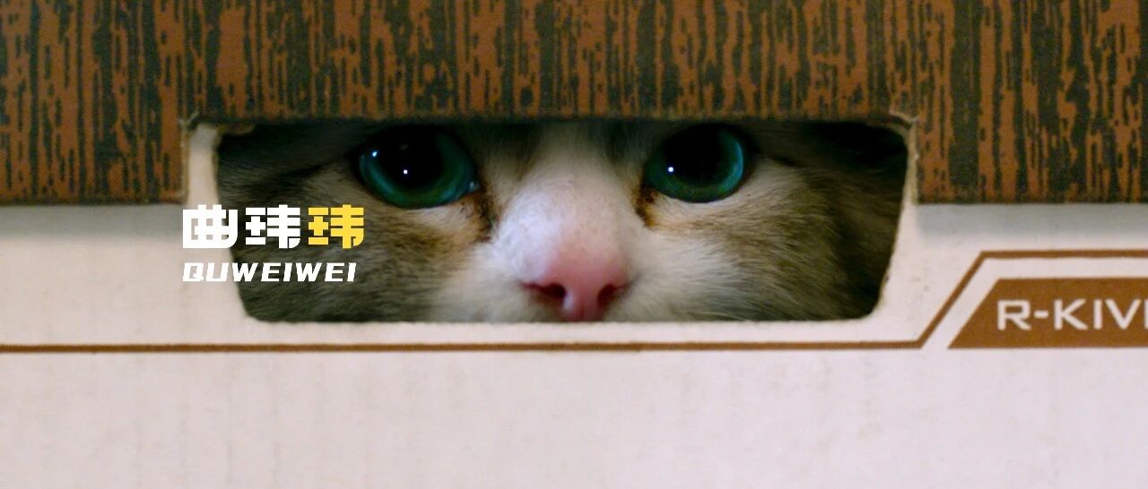 “有时候我在想，可能是我家的猫驯养了我” |养宠物改变了你什么？