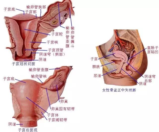 扫描方案 | 子宫附件mr检查