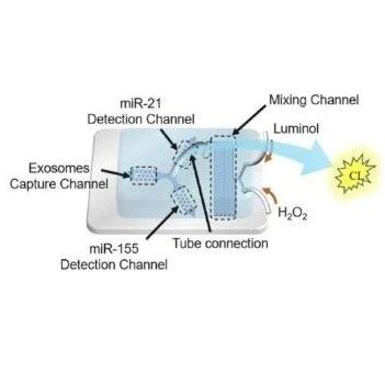 集外泌体分离与检测于一体的微流控化学发光生物传感器，用于外泌体miRNA多靶标检测