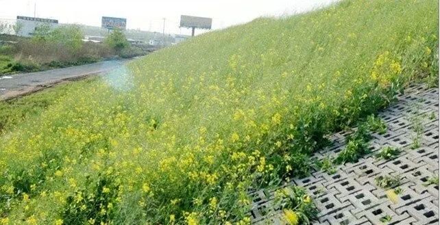 生态护坡与地表制水的图2