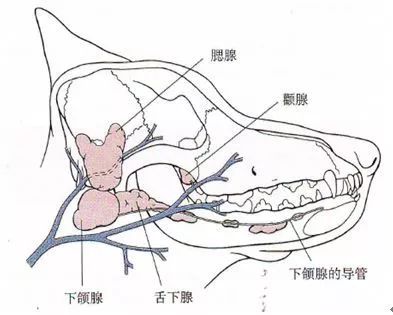 病例中心 关于一例犬颌下腺黏液囊肿的诊断及治疗报告 方博士宠物课堂 微信公众号文章阅读 Wemp