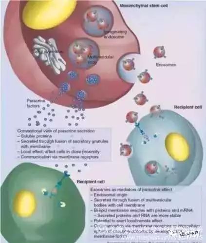 人體中的神奇藥囊：間充質幹細胞分泌因子 健康 第3張