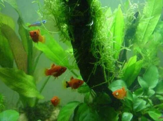 水草怎么养长得好 同时净化水质 全网搜