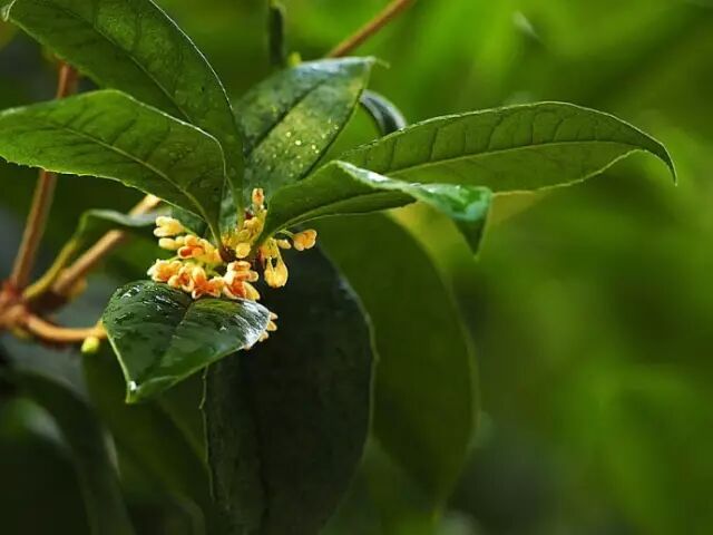 桂花树盆景长势好 开花多而密的修剪要点技巧 我爱养花 微信公众号文章阅读 Wemp