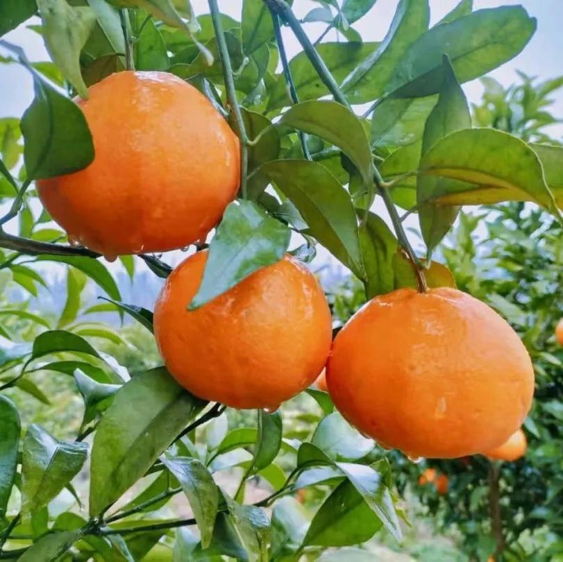 青龙街道：年货柑橘正热销